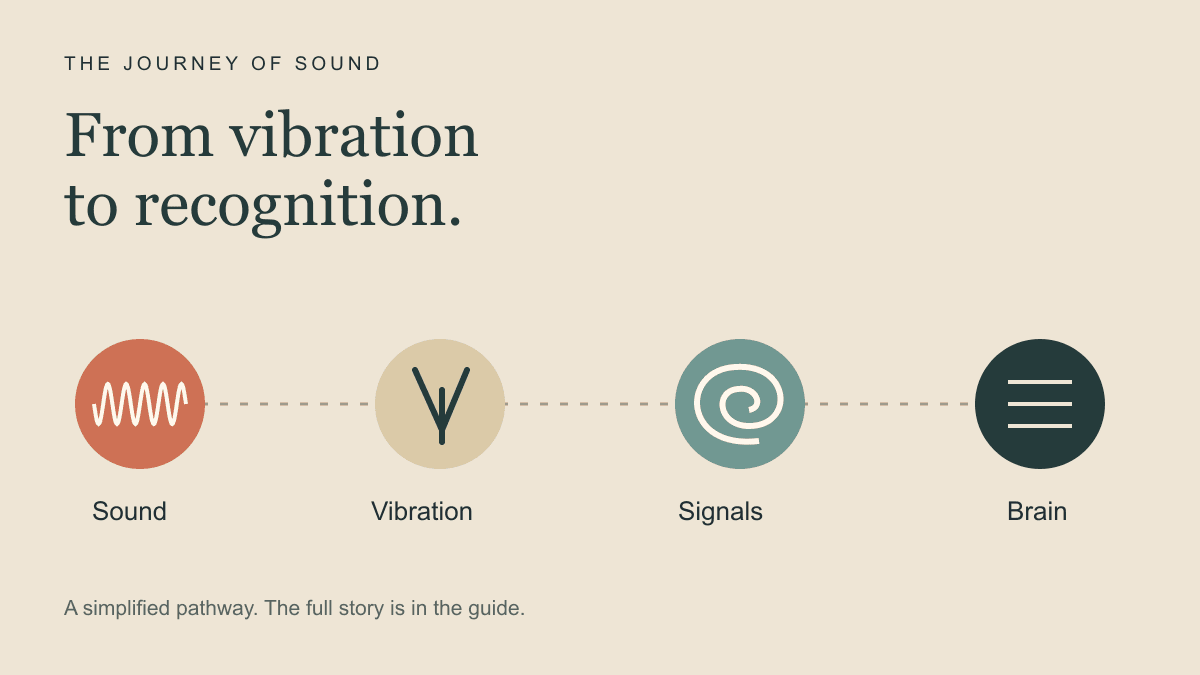Simplified hearing pathway: sound, vibration, signals and the brain.